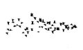 Flock of birds silhouette isolated on white background Royalty Free Stock Photo