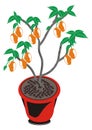 Cartoon vector Mango tress in pots have fresh fruit