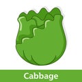 Cartoon Vegetable - Green Cabbage