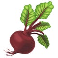 The Cartoon vegetable- illustration for the children - XXL size