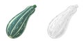 Cartoon vegetable smiling and looking courgette illustration