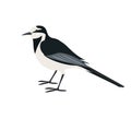 Cartoon wagtail icon on white background.