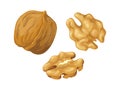 Cartoon walnut. Nuts in shell and peeled pieces. Isolated natural plant ingredient. Organic vegetarian food. Healthy