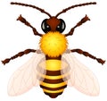 Cartoon wasp isolated white background