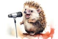 Cartoon watercolor hedgehog with microphone on white background