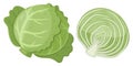 Cartoon white cabbage. Raw cabbage, fresh green leaves for salad, whole vegetable and half, organic cabbage for healthy lifestyle