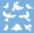 Cartoon white dove. Peace and freedom symbol pigeon, different poses, flying and walking cute birds, city fauna, hope