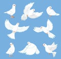 Cartoon white dove. Peace and freedom symbol pigeon, different poses, flying and walking cute birds, city fauna, hope and love, Royalty Free Stock Photo