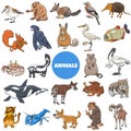 Cartoon wild animal species characters big set