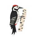 Cartoon woodpecker icon on white background.