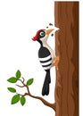 Cartoon woodpecker on a tree Royalty Free Stock Photo