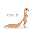 Cartoon xerus, cute character for children. Animal alphabet.