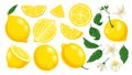 Cartoon yellow lemon. Fresh citrus slices and , leaves and blossom. Lemonade fruit cartoon isolated vector illustration set Royalty Free Stock Photo