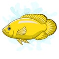 Cartoon Yellow Oscar tiger fish on white background Royalty Free Stock Photo