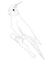 Cartoon  yellow parrot illustration drawing Royalty Free Stock Photo