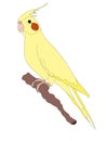 Cartoon  yellow parrot illustration drawing Royalty Free Stock Photo