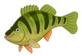 Cartoon yellow perch