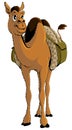 Cartoon Young African Camel With Baggage Royalty Free Stock Photo