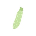 Cartoon zucchini isolated. Green zucchini illustration vector. Green-fruited vegetable with a silvery pattern isolated Royalty Free Stock Photo