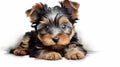 Cartoonish Innocence: Cute Yorkshire Terrier Wallpaper