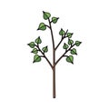 Cartoonstyle tree with green leaves on brown branches isolated on white background Royalty Free Stock Photo