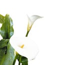 cartridge or calla lily plant flower isolated on white background Royalty Free Stock Photo