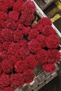 Carts of various variety of flowers staging at Aalsmeer FloraHolland. Royalty Free Stock Photo