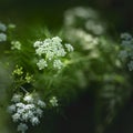 Carum carv - cumin, small white flowers of medicinal herb, spices. Growing in the forest, with beautiful dark bokeh