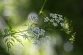 Carum carv - cumin, small white flowers of medicinal herb, spices. Growing in the forest, with beautiful dark bokeh Royalty Free Stock Photo