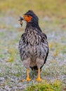 Carunculated Caracara Portrait, Ecuador