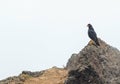 Carunculated Caracara, Quito, Ecuador