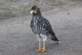 A carunculated caracara regally posing