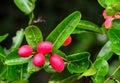 Carunda fruit herb in Thailand