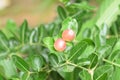 Carunda or Karonda,Close-up beautiful karonda carissa carandas red seeds with green leaves sway in a warm spring breeze at a tropi