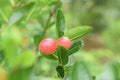 Carunda or Karonda,Close-up beautiful karonda carissa carandas red seeds with green leaves sway in a warm spring breeze at a tropi Royalty Free Stock Photo