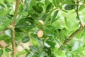 Carunda or Karonda,Close-up beautiful karonda carissa carandas red seeds with green leaves sway in a warm spring breeze at a tropi