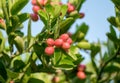 Carunda,Karonda fruit cluster green leaf