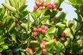 Carunda,Karonda fruit cluster green leaf