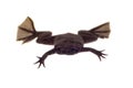 A Carvalho's Surinam toad on white background