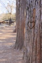 Carve heart on the tree