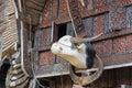 Carved buffalo head decoration on Tongkonan traditional house