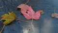 Carved colored fallen autumn leaf on a car glass playing with paints of a reflected tree in a beam of light.