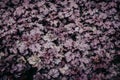 Carved dark leaves of Heuchera. Purple foliage background, dark toned plants Royalty Free Stock Photo