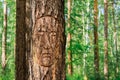 The carved face on the bark of a pine tree in the Siberian coniferous forest. The life of ancient people Royalty Free Stock Photo