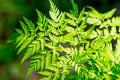 Carved fern branch in forest