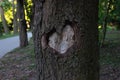 Carved heart on the bark of a tree trunk Royalty Free Stock Photo