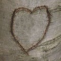 Carved Heart on Tree Bark Royalty Free Stock Photo