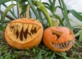 Carved pumpkin with a scary smile, green plant background, decoration and holiday concept, carved pumpkin for a fun party, Jack O