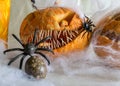 Carved pumpkin with a scary smile, spiders, white cobweb background, decoration and holiday concept, carved pumpkin for a fun