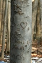 Carved sweetheart tree in the woods Royalty Free Stock Photo